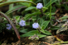 Cyanotis tuberosa var. adscendens